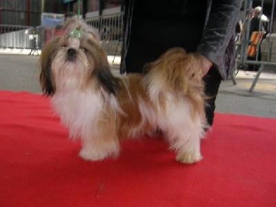 du domaine des Varennes - Nationale d'élevage 2010 des chiens Tibétains de France