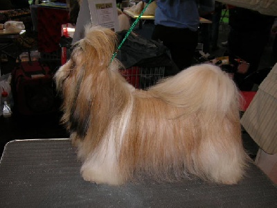 du domaine des Varennes - EXPOSITION CANINE NATIONALE DE CHARTRES 28/06/09