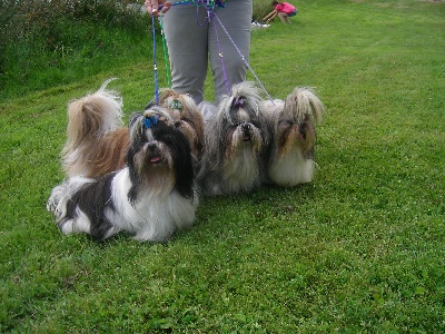 du domaine des Varennes - EXPOSITION CANINE NATIONALE a CRESSAT le 14/07/2010