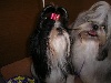  - Exposition Canine Internationale de SAINT-BRIEUC (spéciale Tibétains)