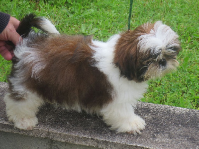 CHIOT 3